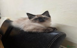 Ragdoll cats for sale: Two Beautiful Ragdoll Female  - Image 6