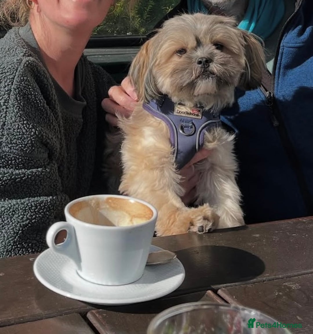 Mixed Breed dogs for sale: Peke’a’tease  - Image 29