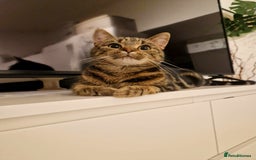 Bengal cats for sale: Bengal/Tabby crossed Cat  - Image 2