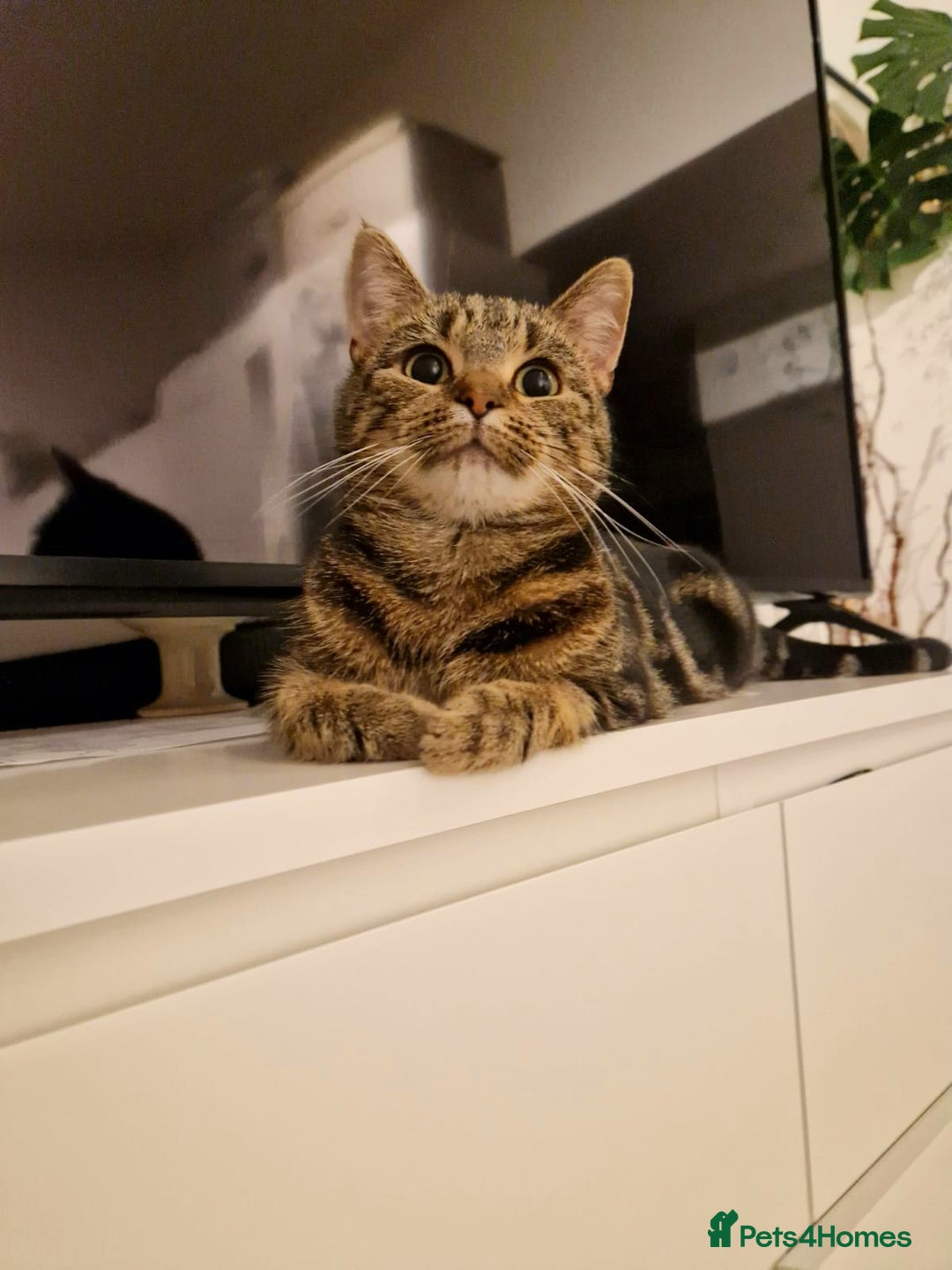 Bengal cats for sale: Bengal/Tabby crossed Cat  - Image 2