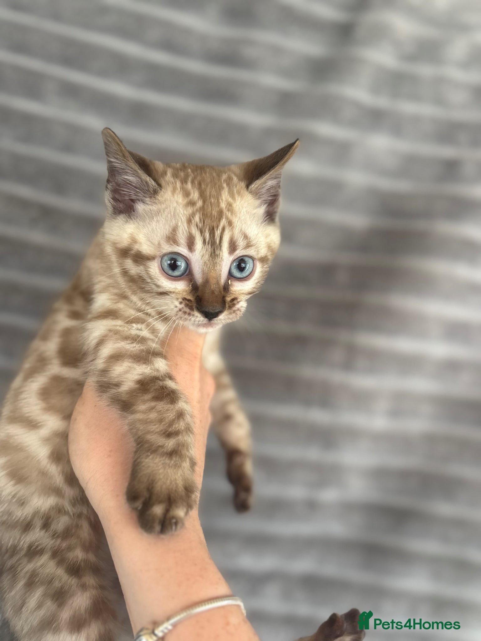 Bengal cats True to type Bengal kittens  - Advert 8