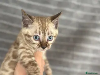 Bengal cats True to type Bengal kittens - Advert 2