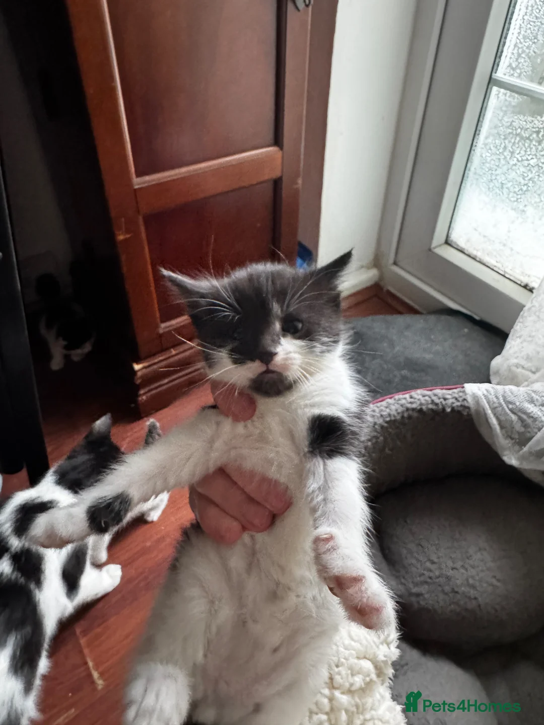 Mixed Breed cats for sale: 3 kittens for sale  - Advert 4