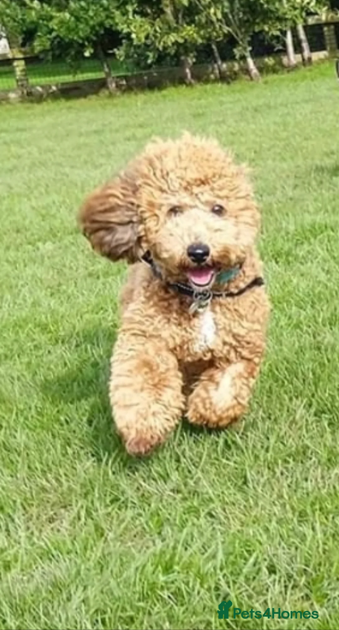 Toy Poodle dogs for stud: 🏆PROVEN🏆sable miniature poodle health tested in Havant - Advert 10