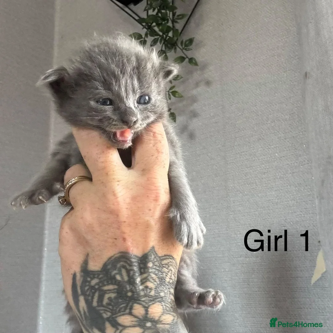 Ragdoll cats for sale: 3 girls and 2 boys  - Advert 2