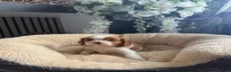 Cavalier King Charles Spaniel dogs for sale: Kc cavalier puppies dna clear  - Advert 7