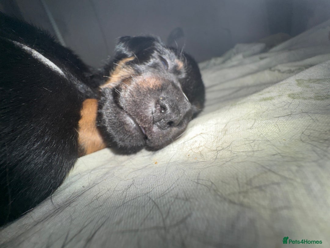 Jack Russell dogs for sale: Jack Russell Puppies - Advert 24