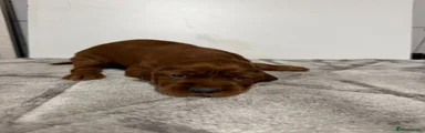 Irish Setter 7