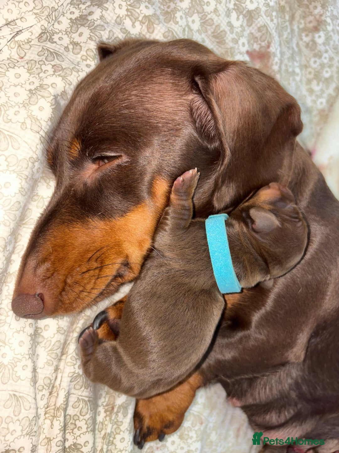 Miniature Dachshund dogs for sale: Miniature dachshund pups for sale 2 boys 1 girl  - Image 12