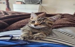 Domestic Shorthair cats for sale: 10 week old tabby female kitten for sale - Image 4