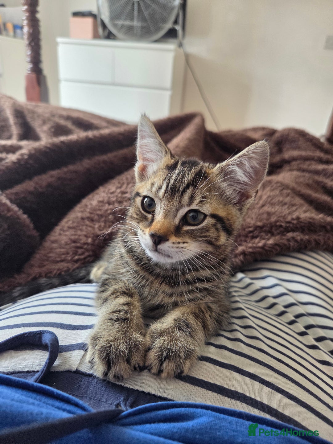 Domestic Shorthair cats for sale: 10 week old tabby female kitten for sale - Image 4