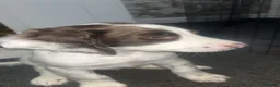 English Springer Spaniel dogs for sale: English springer spaniel boy puppy  in Coventry - Advert 4