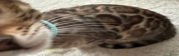 Bengal cats for sale: Pure Pedigree Bengal Kittens - Advert 14