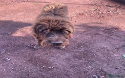 Mixed Breed dogs for sale: GDP and  griffen pointer f1 hybrid  - Image 5