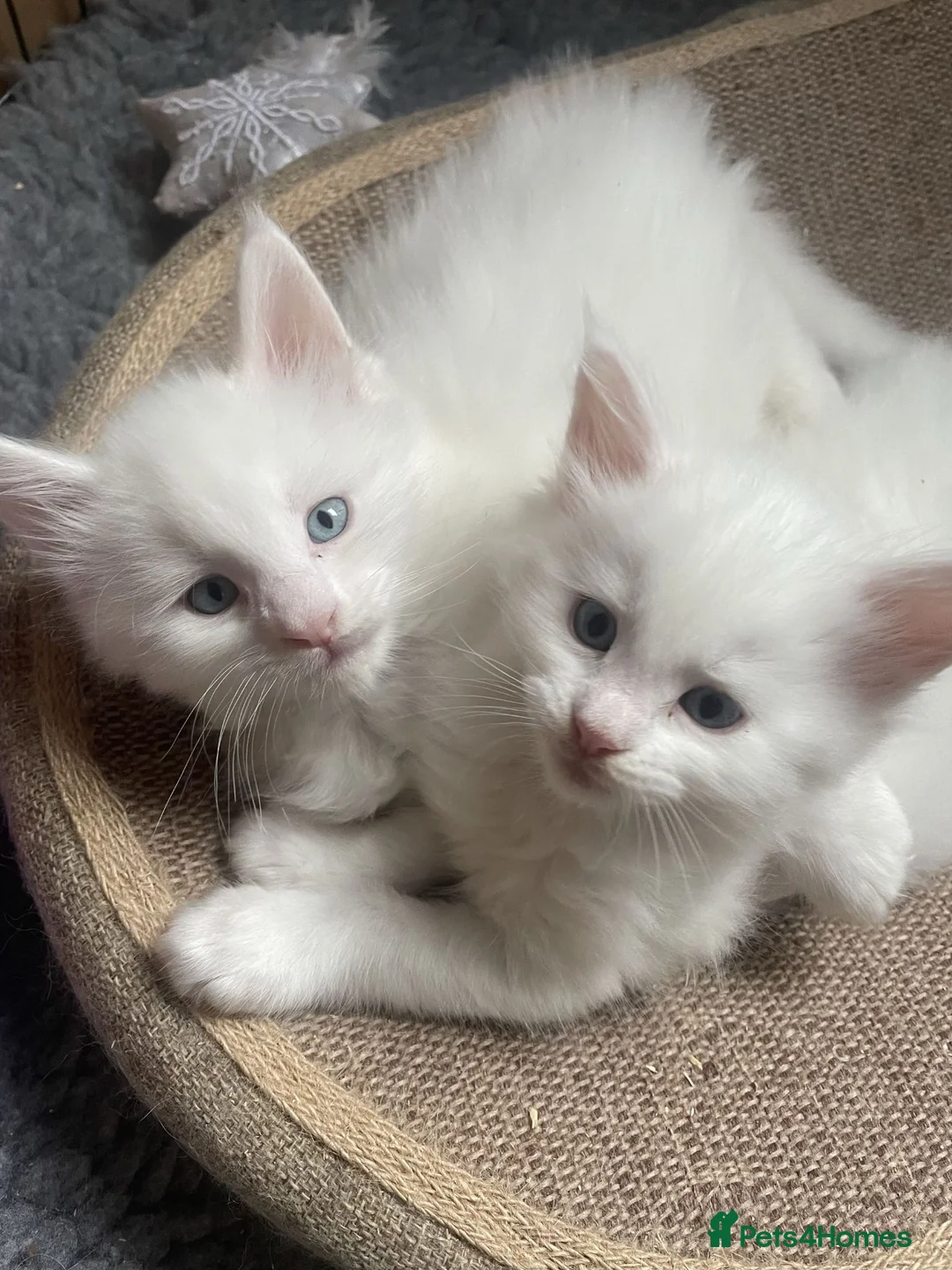 Maine Coon cats for sale: Purebred Maine Coons Looking For A Loving Home 😻 - Advert 1