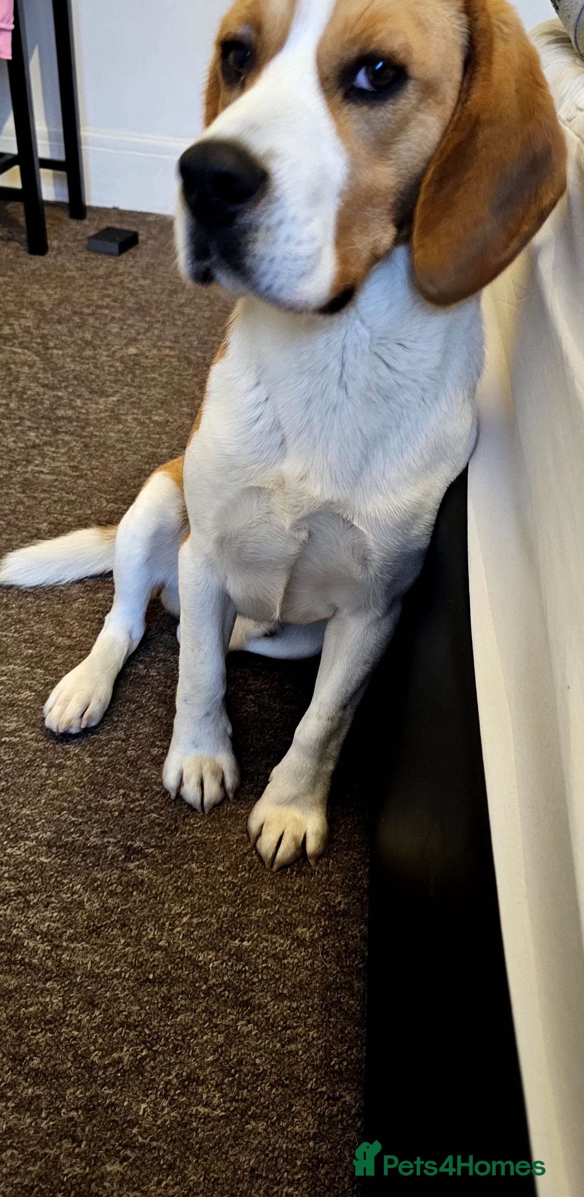 Beagle dogs Beagle for stud - Advert 1