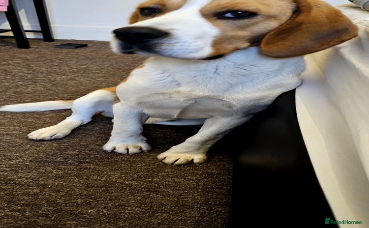 Beagle dogs Beagle for stud - Advert 15