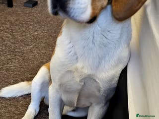 Beagle dogs Beagle for stud - Advert 5