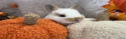 Rex rabbits for sale: Rex x Netherland dwarf  - Advert 14