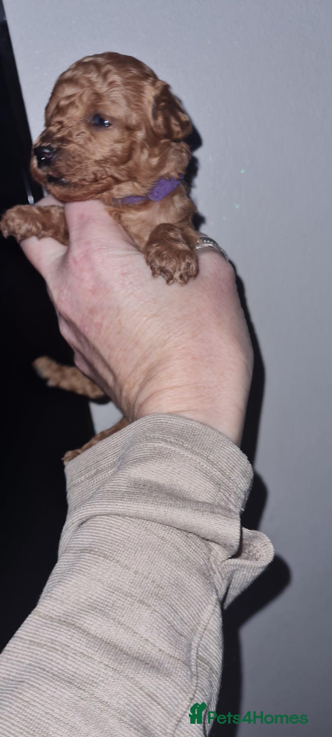 Toy Poodle dogs for sale: Toy miniature poodle - Advert 10