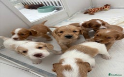 Cocker Spaniel dogs for sale: Beautiful cocker spaniel puppies  - Image 8