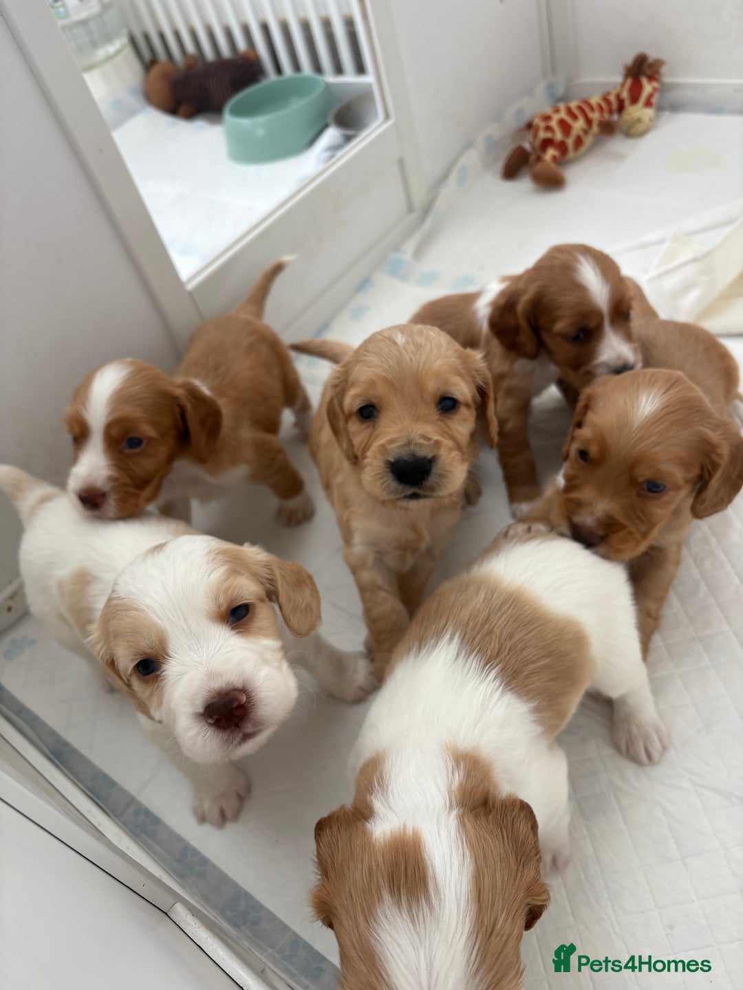Cocker Spaniel dogs for sale: Beautiful cocker spaniel puppies  - Image 8