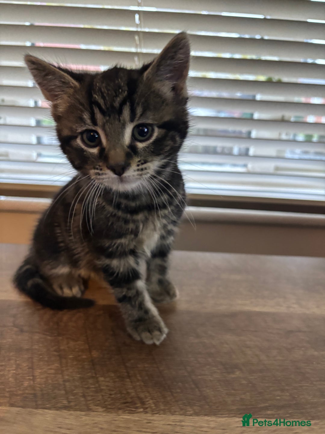 Mixed Breed cats for sale: Adorable male kittens for sale  - Advert 5