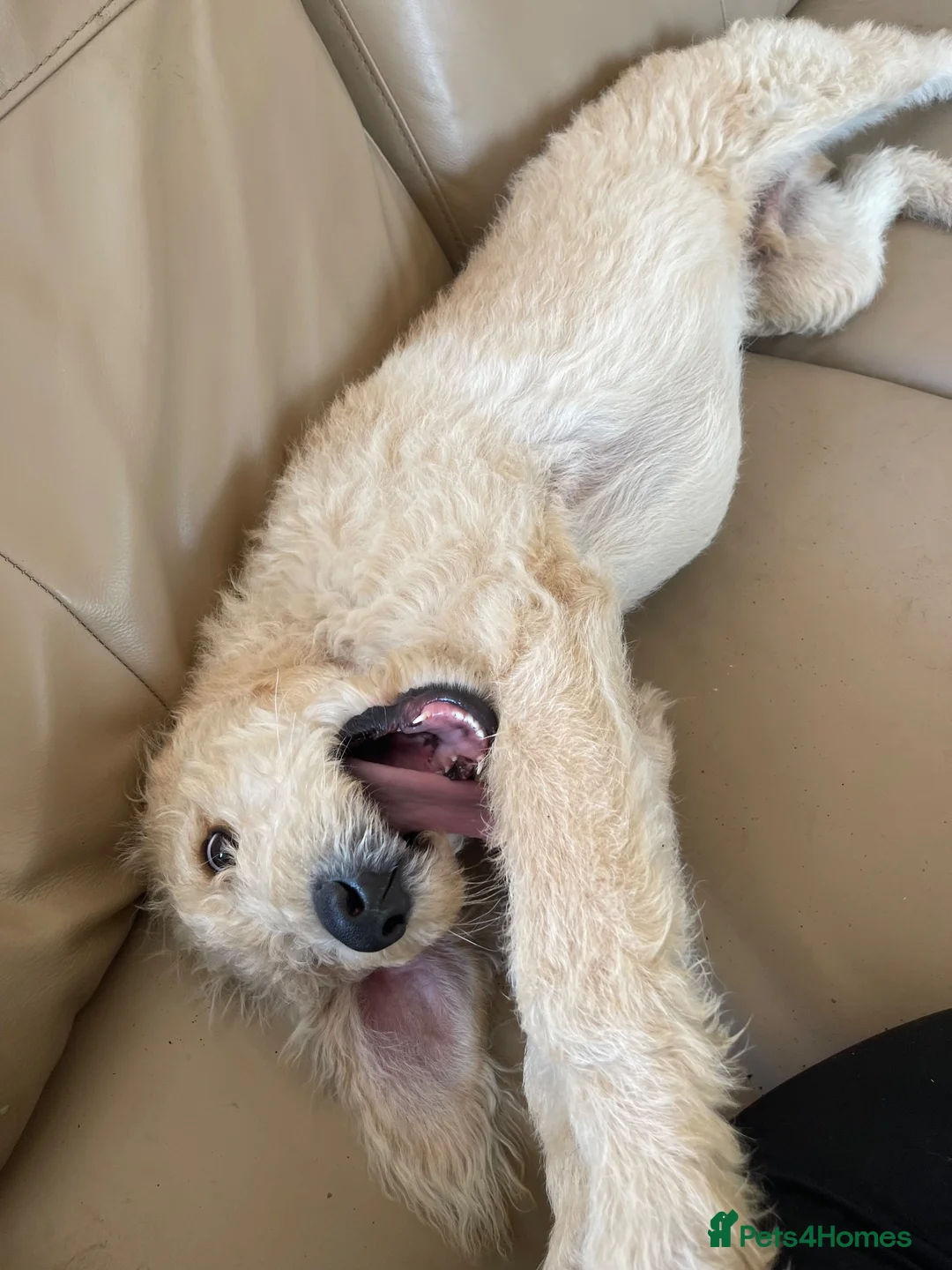 Labradoodle dogs for sale: 4 month old Labradoodle puppy - Advert 2