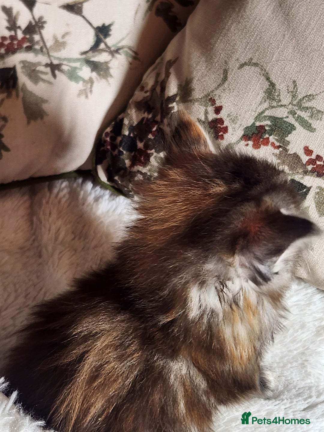 Maine Coon cats for sale:  Ready Now! Maine coon Kittens  - Advert 20