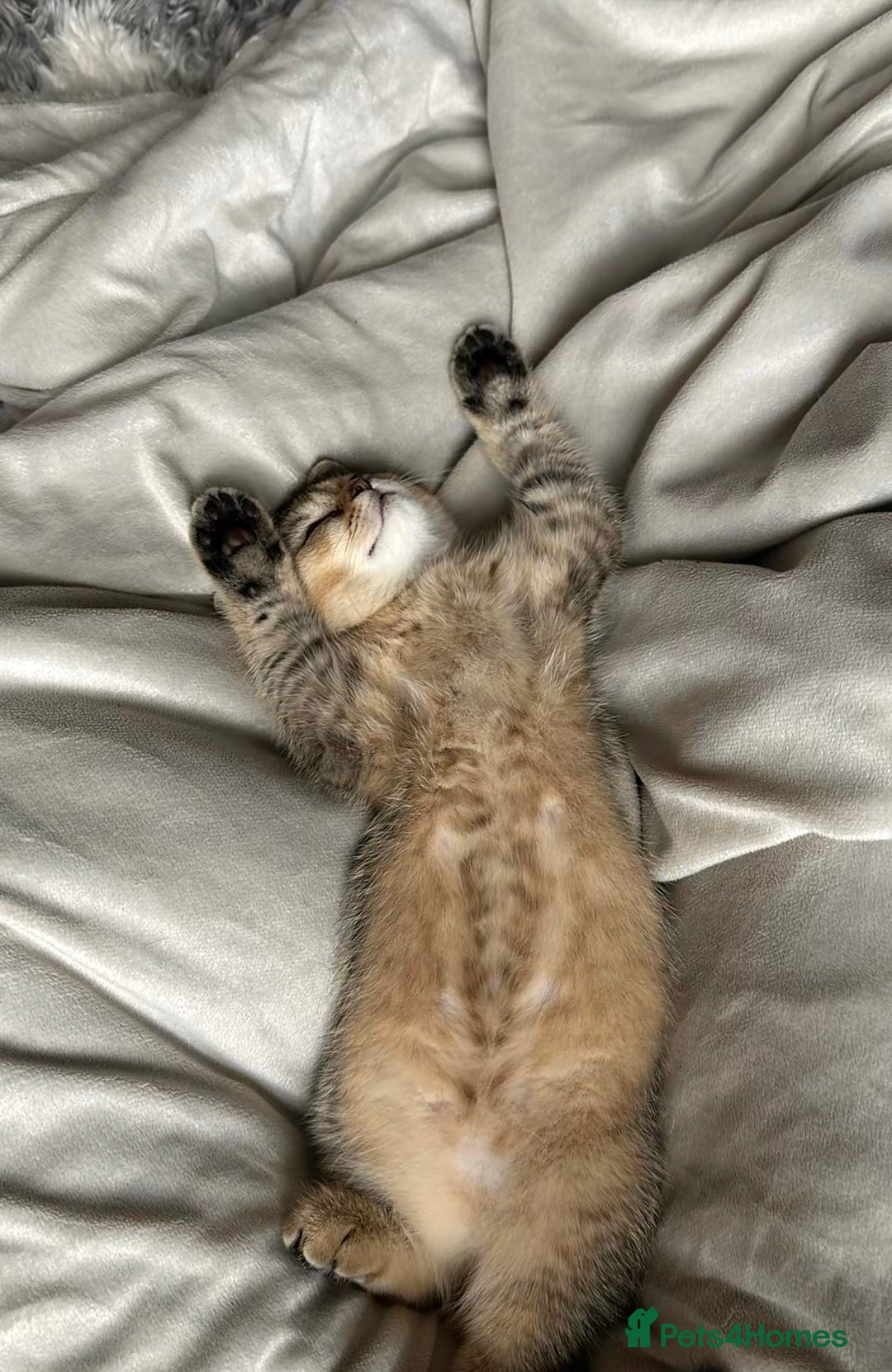 British Shorthair cats for sale: NY25 Golden British Shorthair kitten for sale.  - Image 3