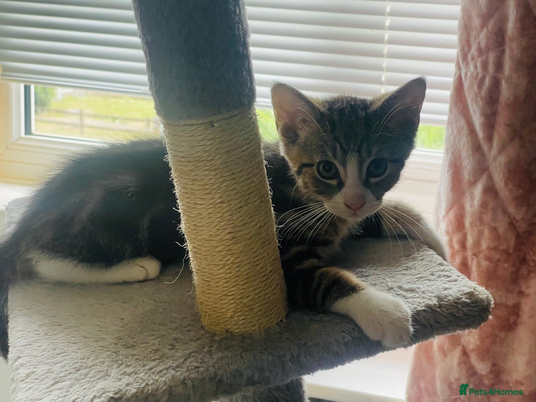 Mixed Breed cats for sale: Beutiful kittens for sale - Image 10