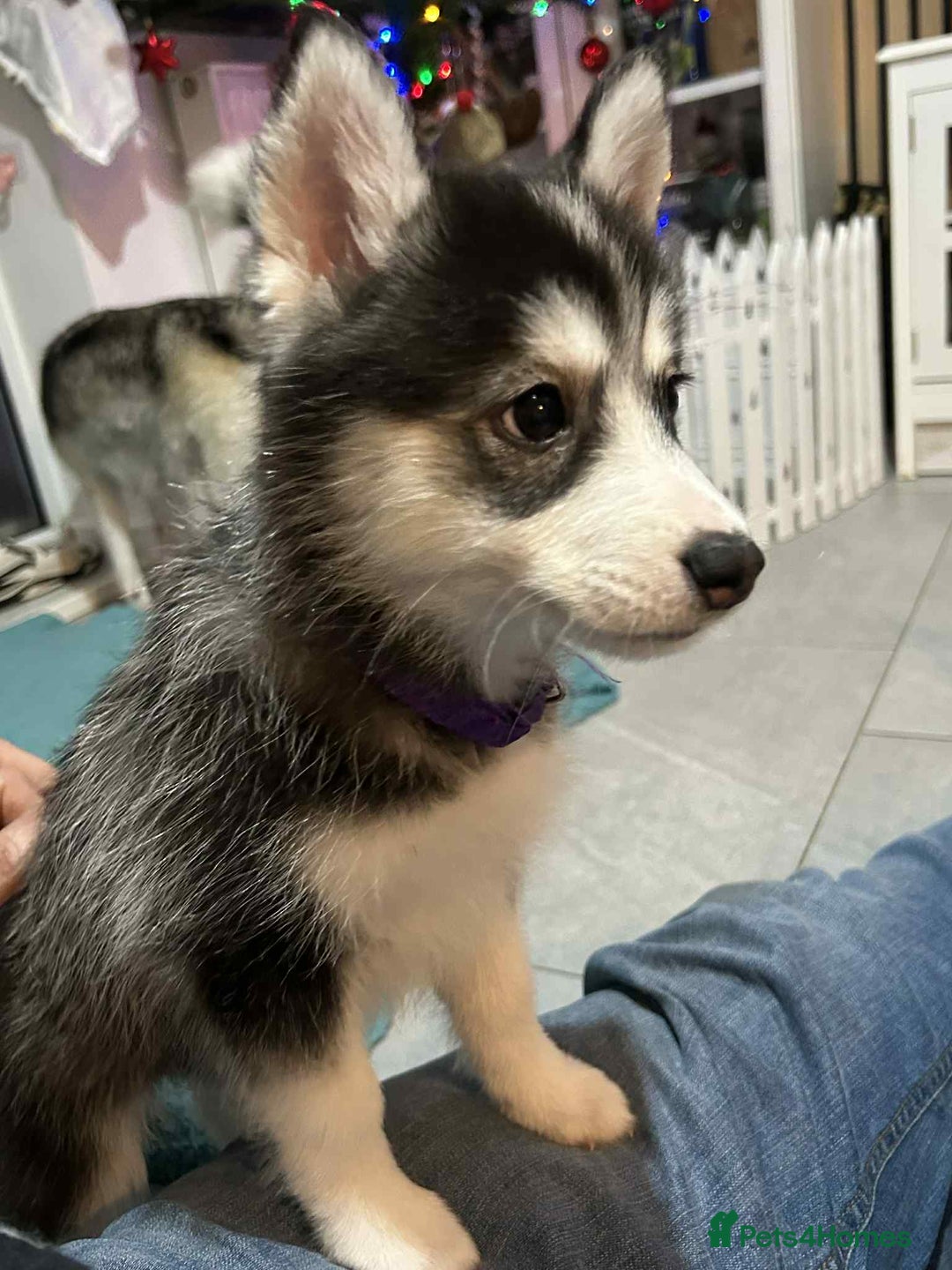 Pomsky dogs for sale: READY SMALL F4 POMSKY - Advert 31