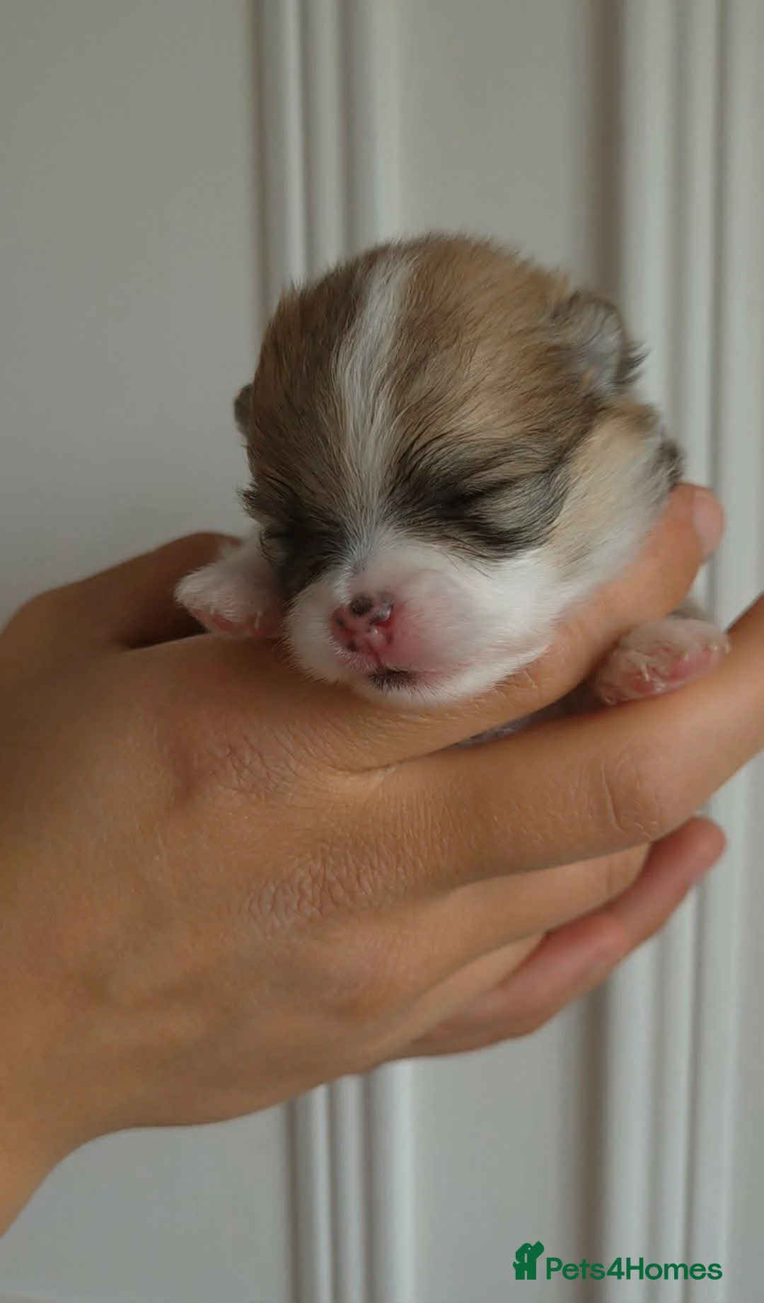 Pomeranian dogs for sale: High Quality Show Pomeranian puppies Champion Mum - Advert 2