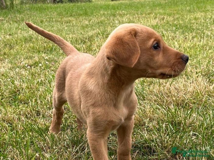 Labrador Retriever dogs for sale: Stunning fox red and yellow labradors - Advert 3