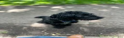 Cockapoo dogs for sale: Female Cockapoo 1yr old in Bristol - Advert 1