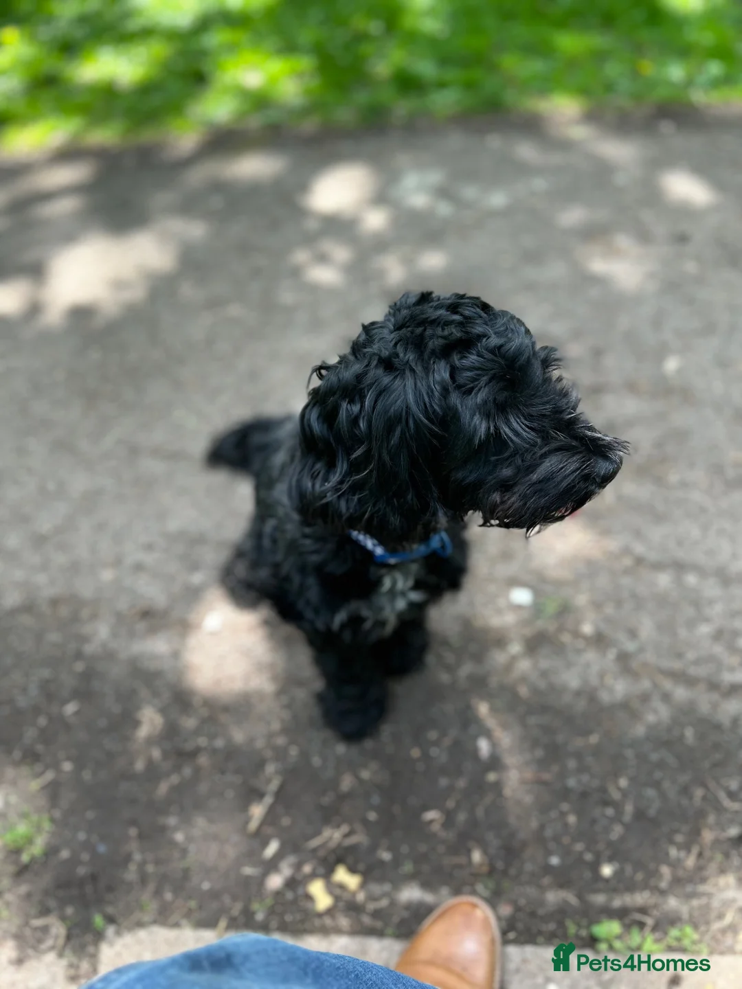 Cockapoo dogs for sale: Female Cockapoo 1yr old in Bristol - Advert 1