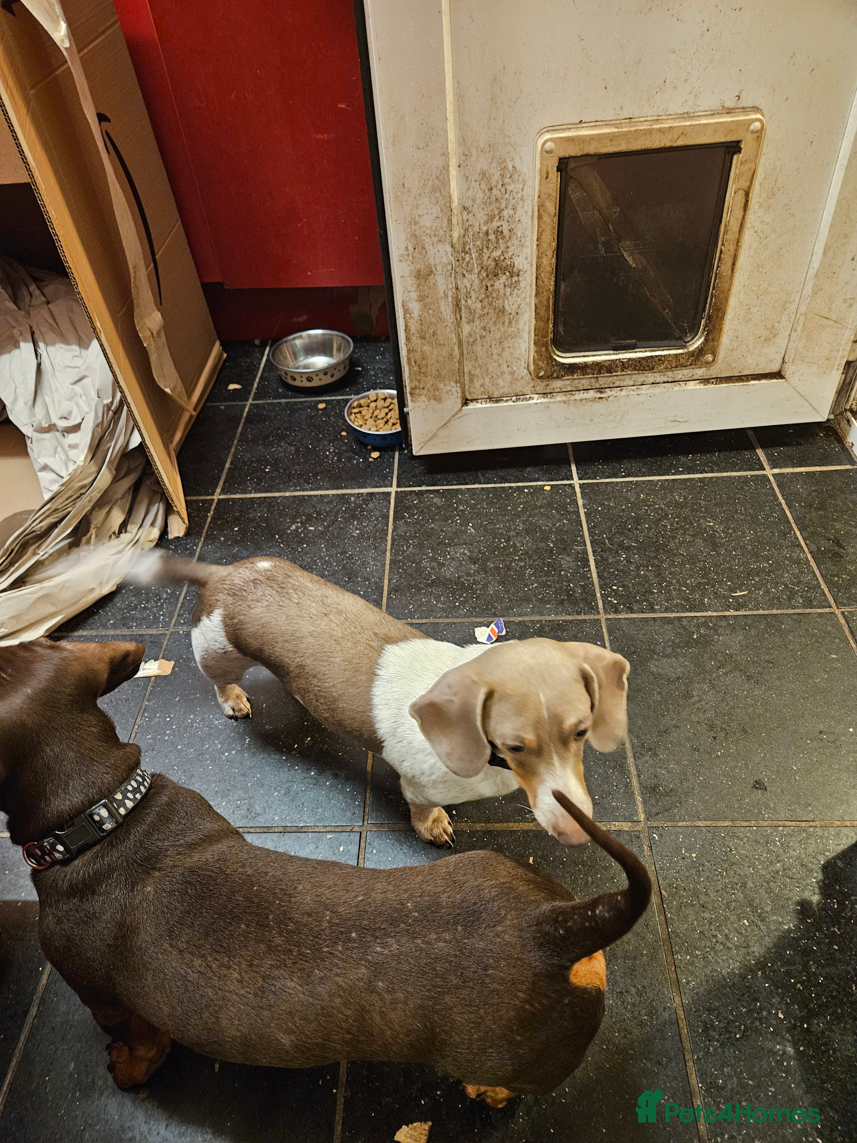 Miniature Dachshund dogs miniature dachshund puppies  - Advert 3