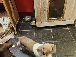 Miniature Dachshund dogs miniature dachshund puppies - Advert 1