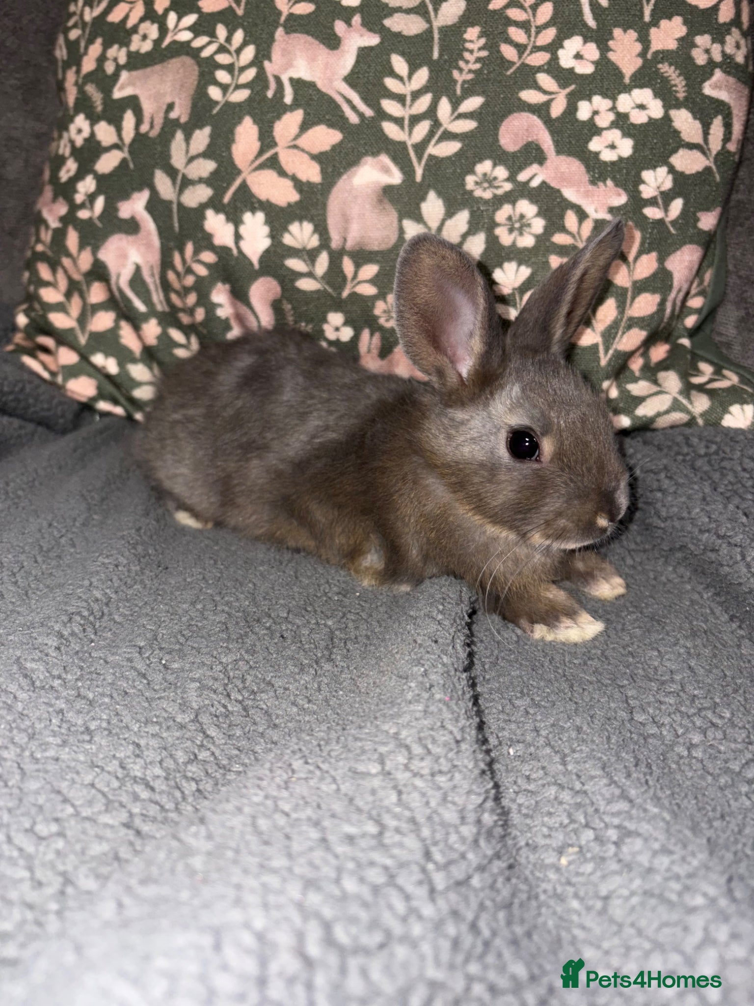 Mixed Breed rabbits Adorable Baby Buck Rabbits for Sale - Advert 11