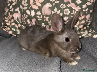 Mixed Breed rabbits Adorable Baby Buck Rabbits for Sale - Advert 11