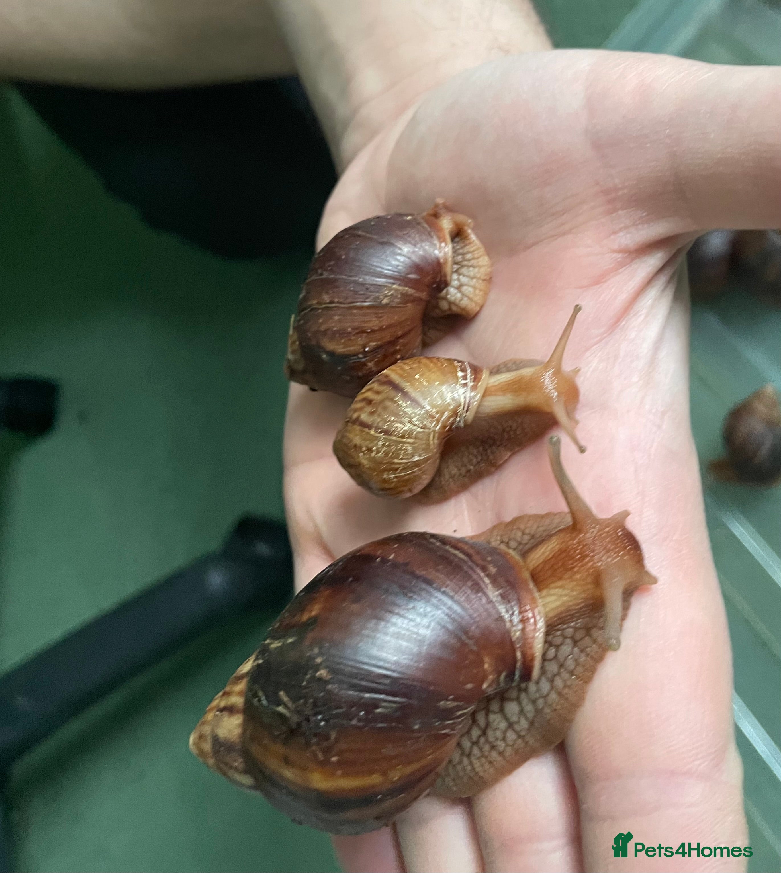 Snails invertebrates Giant African Land Snails - Advert 20