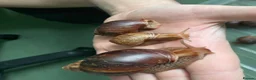 Snails invertebrates for sale: Giant African Land Snails - Advert 1