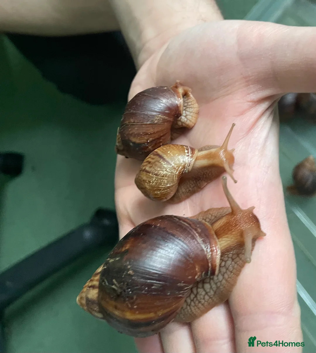Snails invertebrates for sale: Giant African Land Snails - Advert 1
