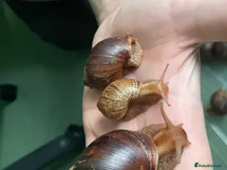 Snails invertebrates Giant African Land Snails - Advert 20