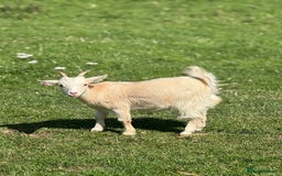 Goats livestock for sale: Nugget is looking for a new home!  - Image 1