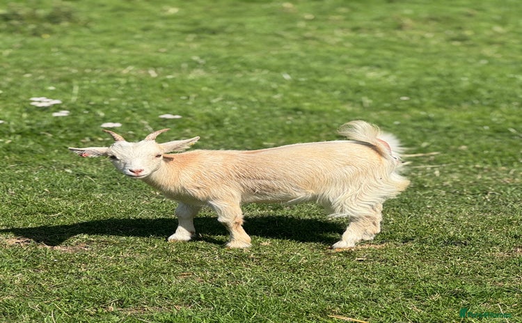 Goats livestock - Advert 5