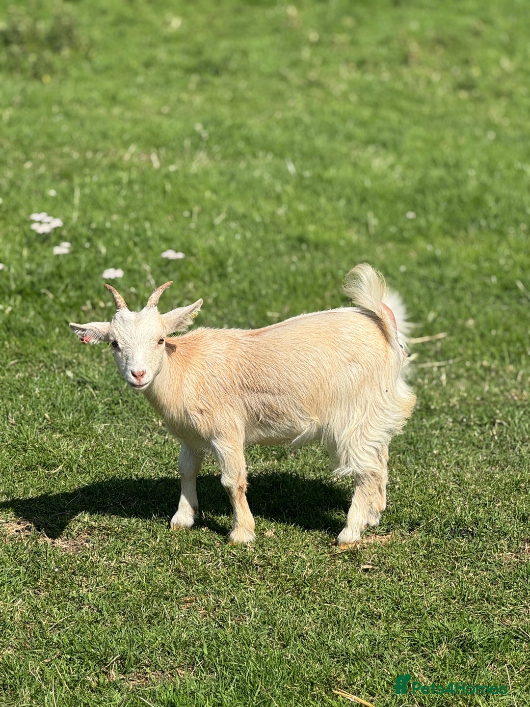 Goats livestock for sale: Nugget is looking for a new home!  - Image 1