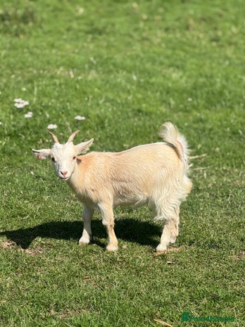 Goats livestock - Advert 8
