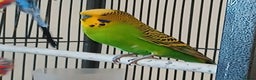Budgerigars birds for sale: Bluey, Muffin, and Bingo - Advert 6
