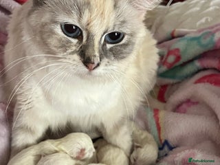 Ragdoll cats Champion GCCF kittens 🐱 - Advert 1